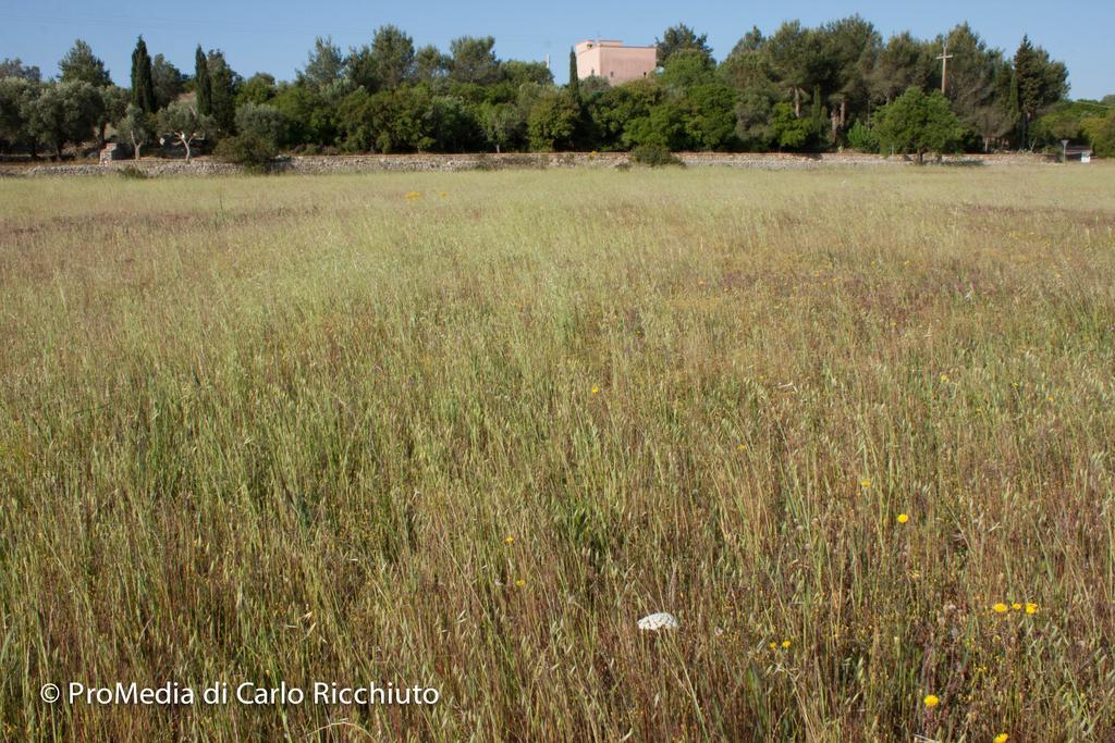 Bed and Breakfast Masseria Moresano Ugento Exterior foto